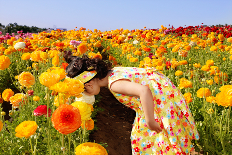 flower-field-smell.jpg