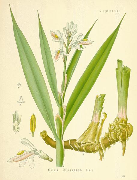 galangal.jpg
