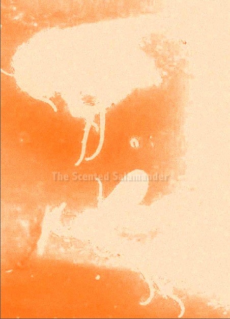 hermes_ambre_merveilles_2-4.jpg