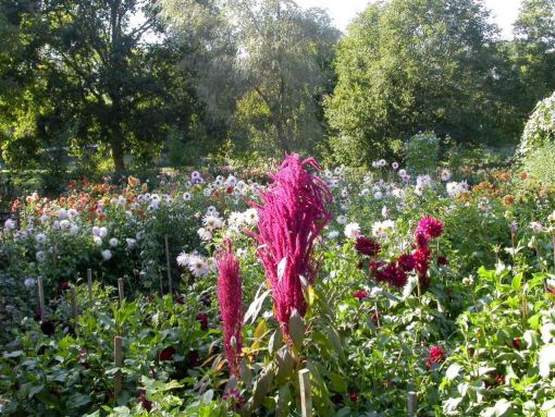 jardin_du_parfumeur_mezilles.jpg