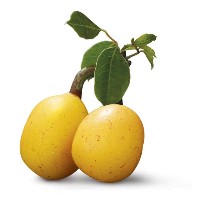 marula-fruit-A.jpg