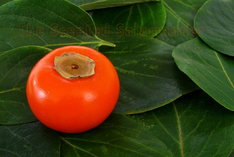 persimmon-TSS.jpg