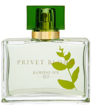 privet-bloom.jpg