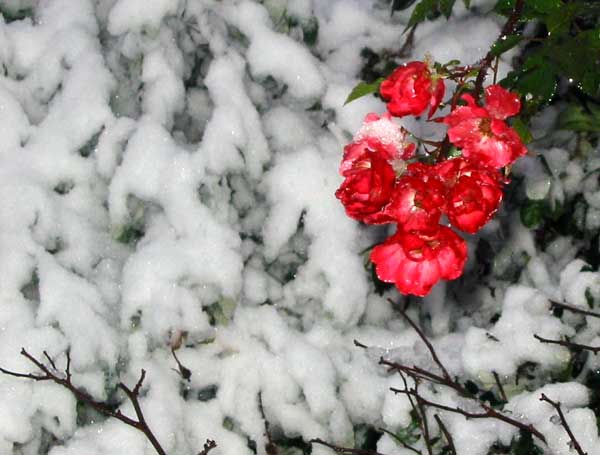 snow brave red roses