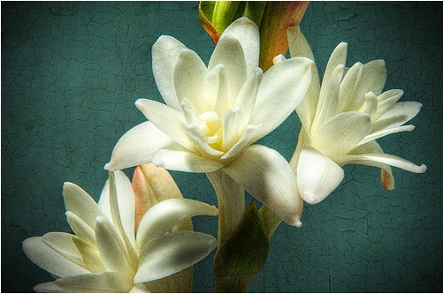 tuberose.jpg