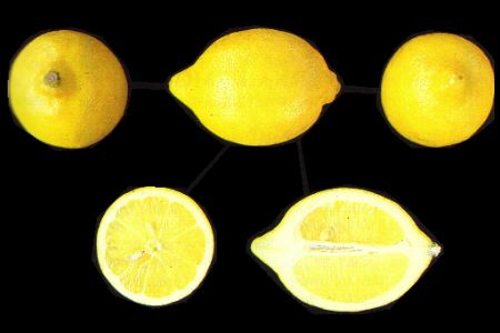 verna-lemon.jpg