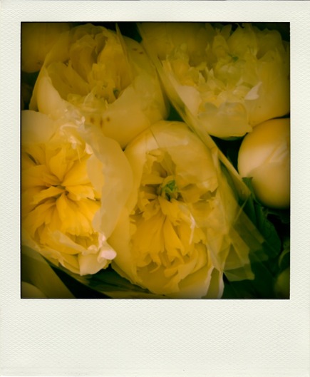 yellow-peonies-pola.jpg